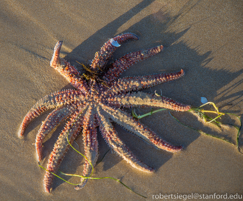 sea star